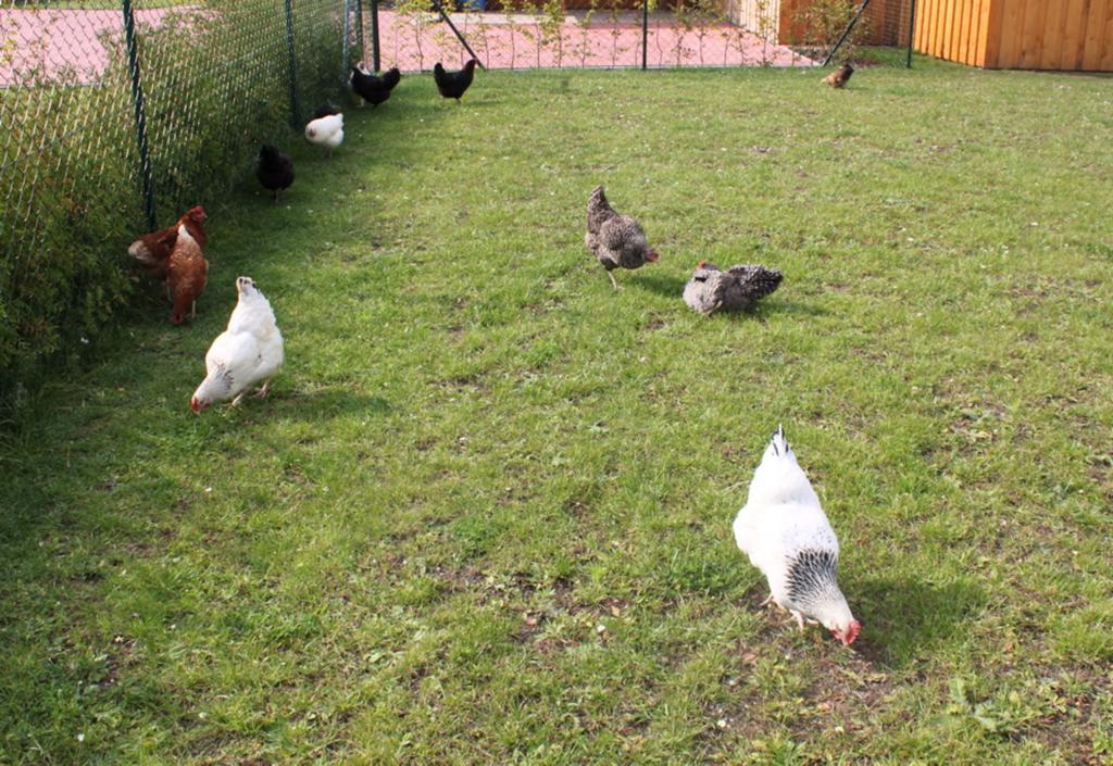 Ferienwohnung Ruegen In Samtens Buitenkant foto